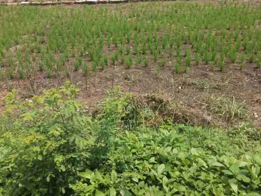 Jual Tanah di Area Benjeng, Gluranploso, Gresik