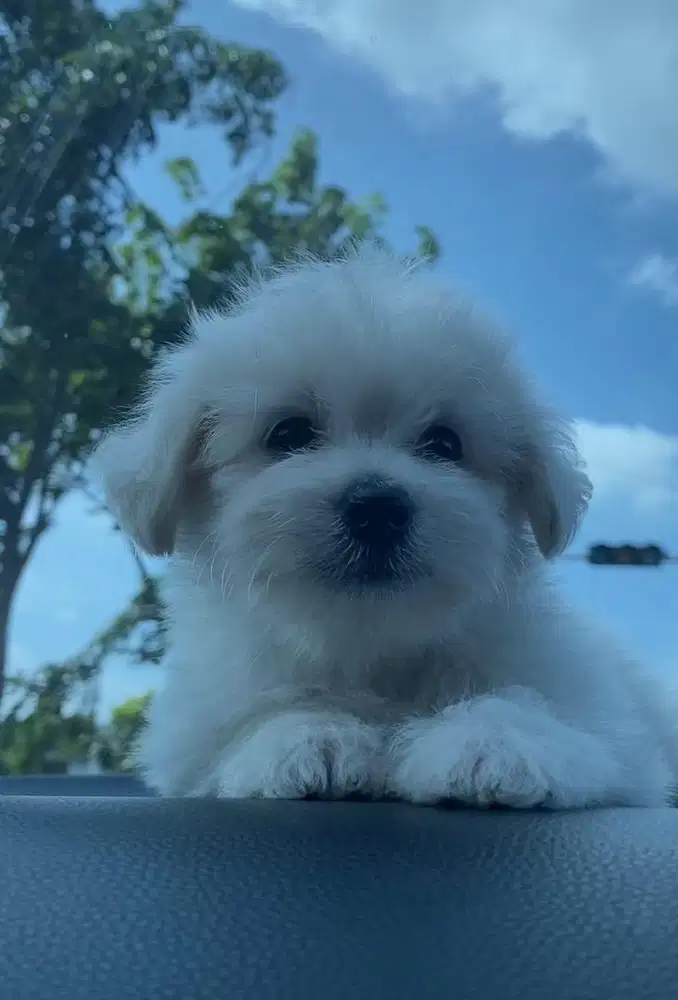 Anakan anjing bichon mix jantan