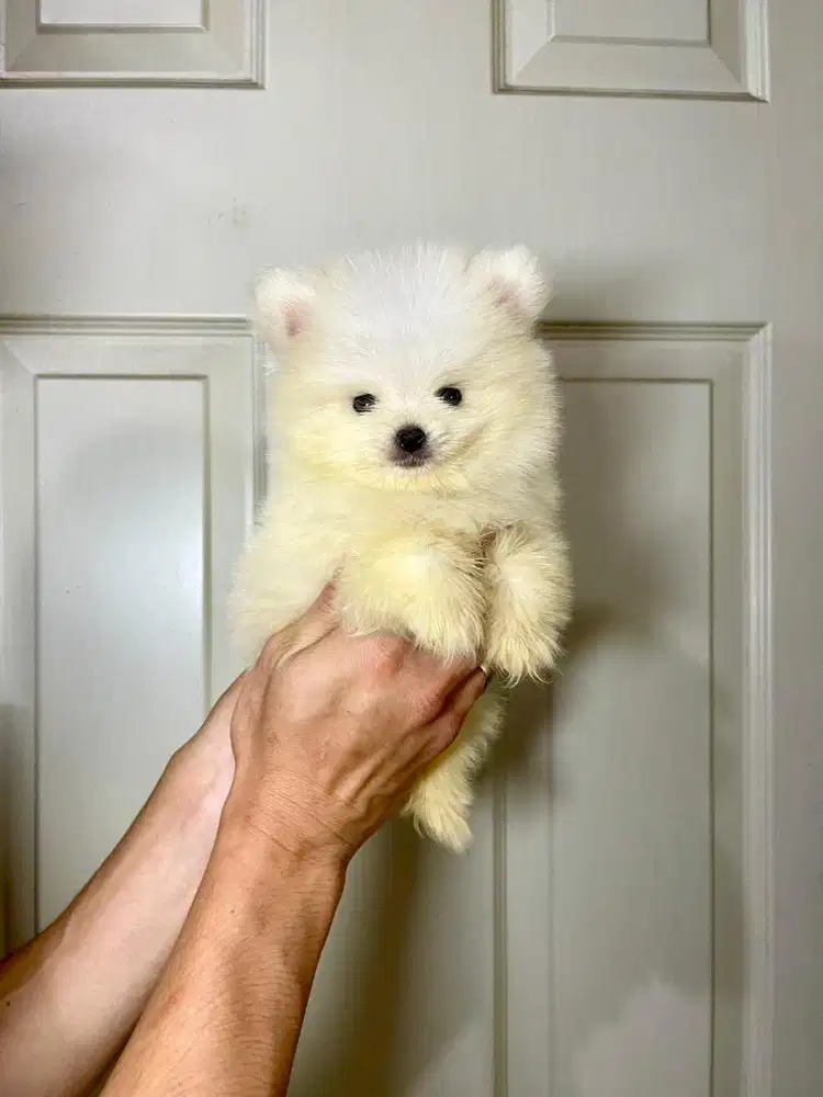 Super minipom jantan