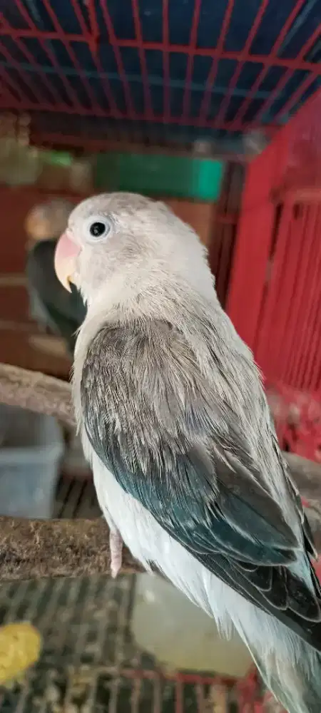 Biola euwing blue mandiri