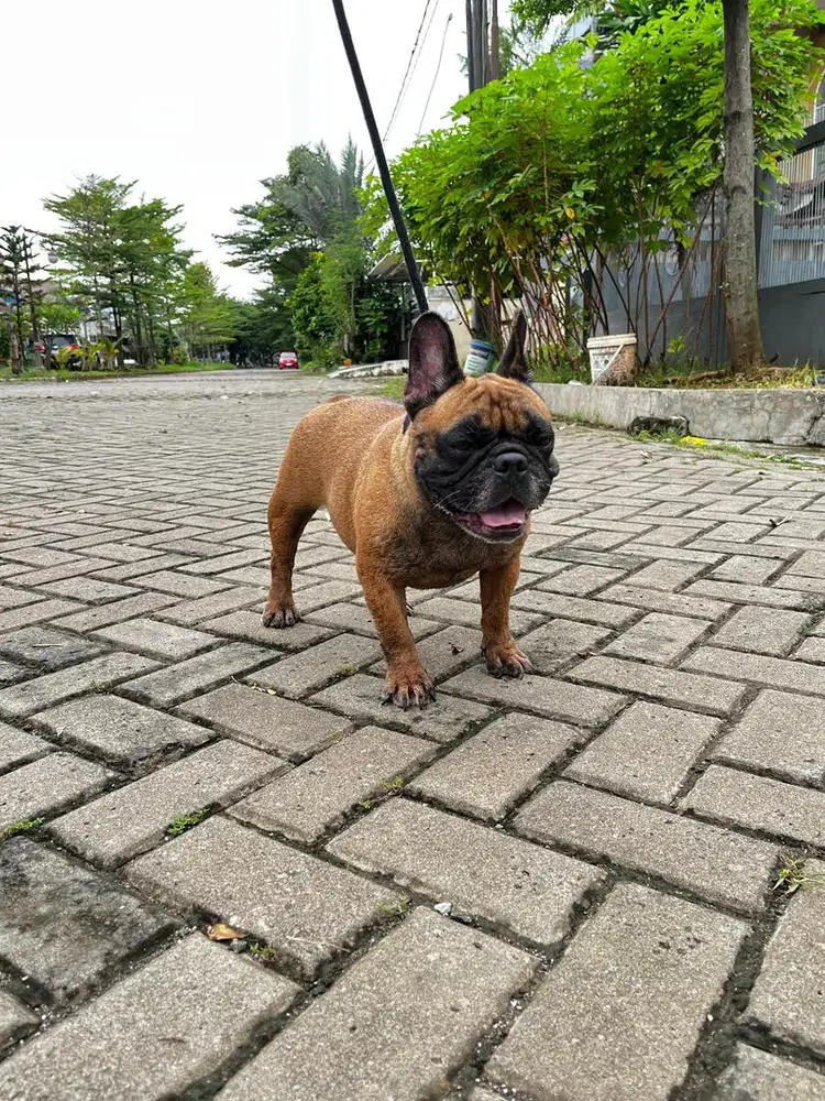 Anjing Frenchie Stamboom Betina