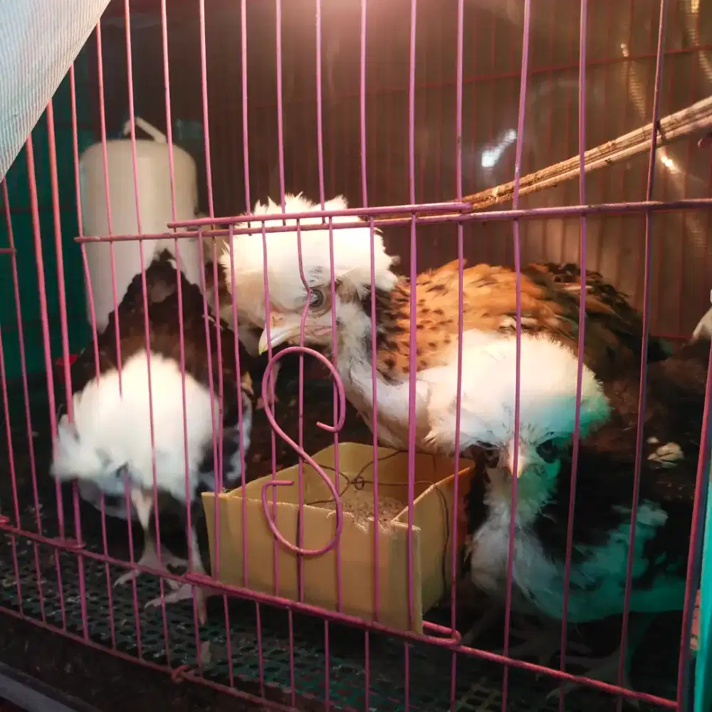 Ayam Hias Poland Usia 1,5 bulan