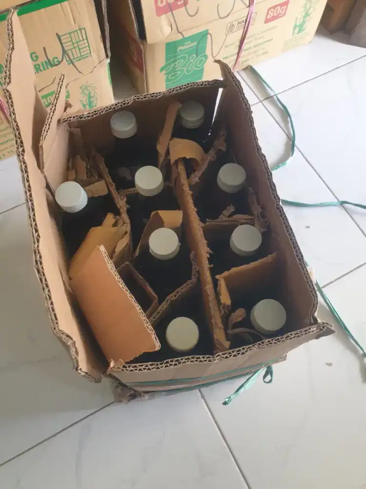 Madu Klanceng Levi Itama Terminata