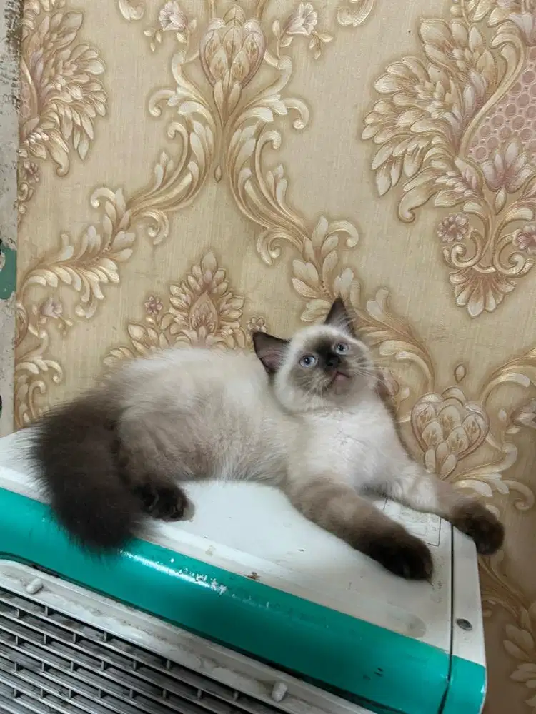 Kitten himalaya gosong