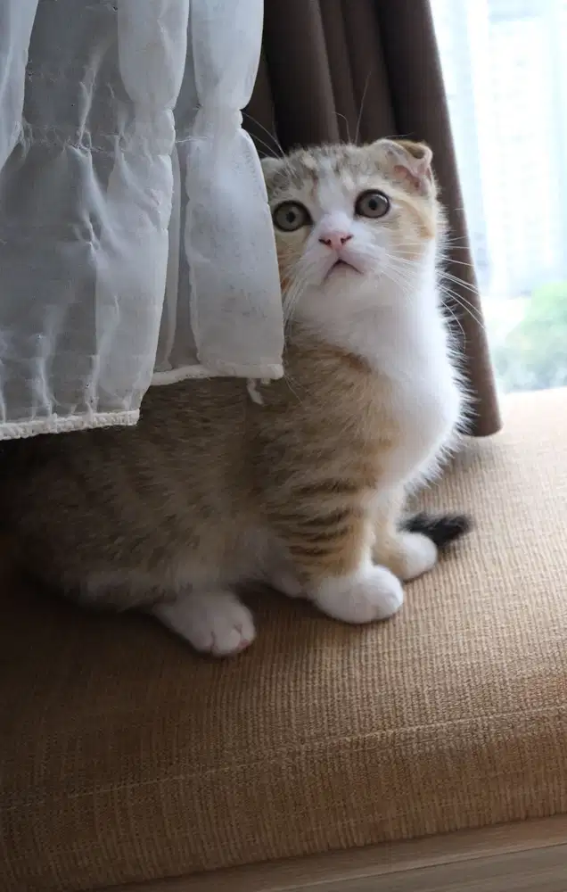 Munchkin Gaelic Fold Golden Tabby&White