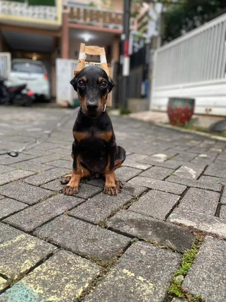 Doberman betina 1,5bulan TERMURAH