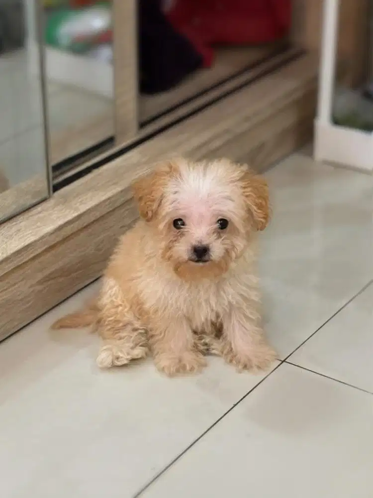 Anak Anjing Toy Poodle