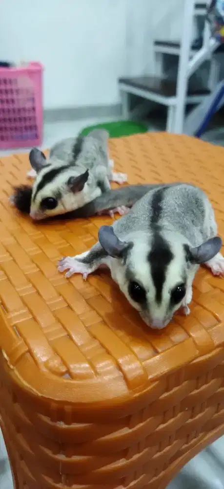Sugar glider baru lahir dapet 2 ekor