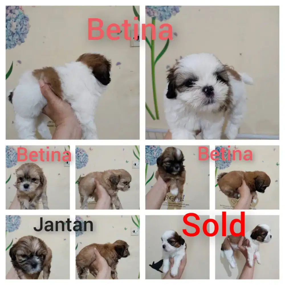 Shitzu (Pure) 3 Betina 1 Jantan