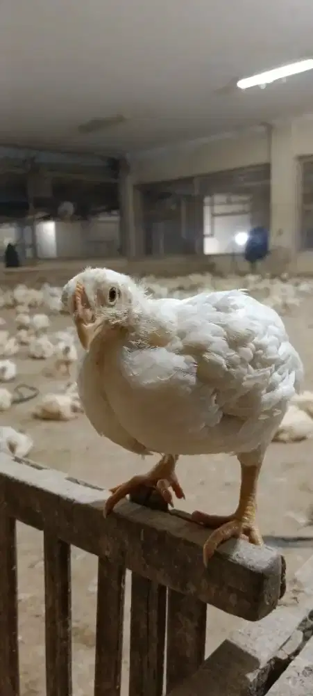 ayam potong segar ayam negri berbagi ukuran