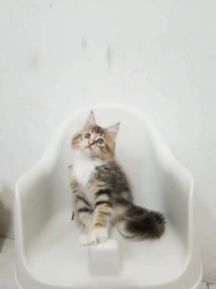 KUCING MAINECOON x PERSIA
