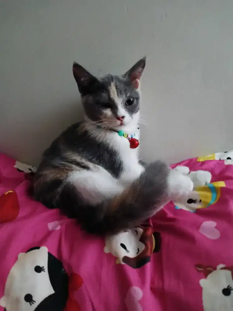 Open adopt Kucing persia