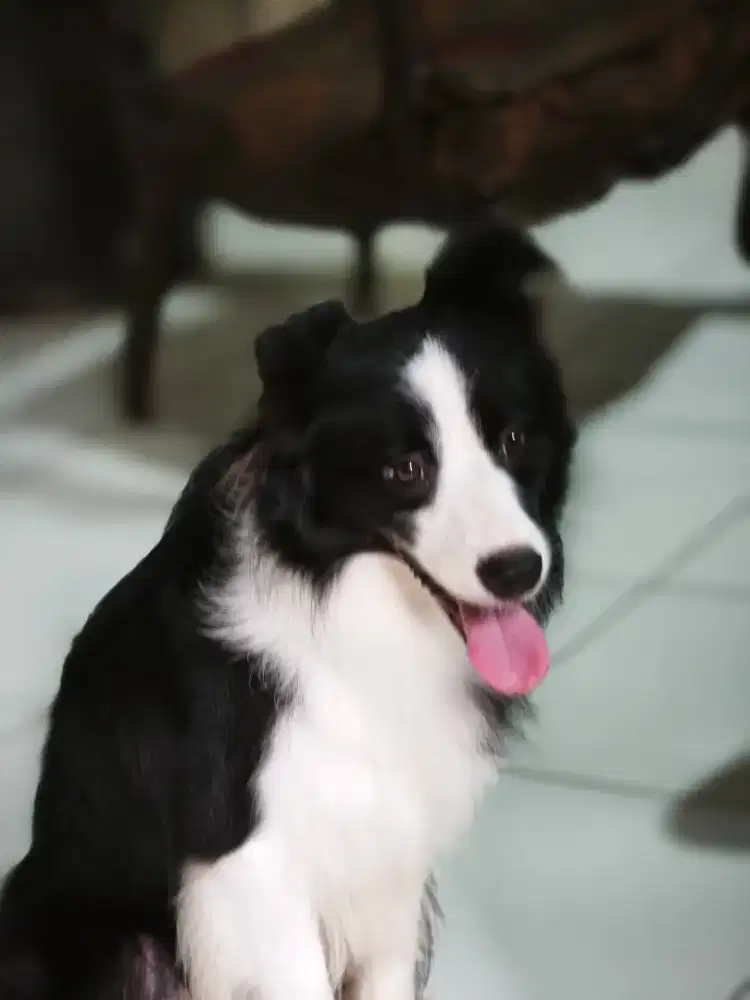 Border collie jantan 2 tahun