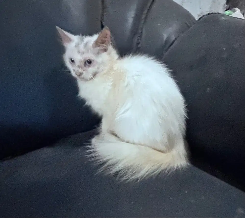 Persia Betina 4 bln gemuk