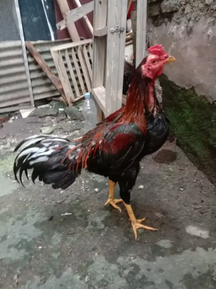 Jual BK MANGON UKURAN 4 FULL,UMUR 7 BULAN,BARU TRUN BOX,MENTAL BAJA