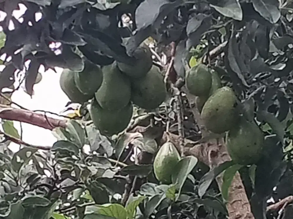 Buah Alpukat Aligator Silahkan yang mau Nebas/ beli , masih di pohon