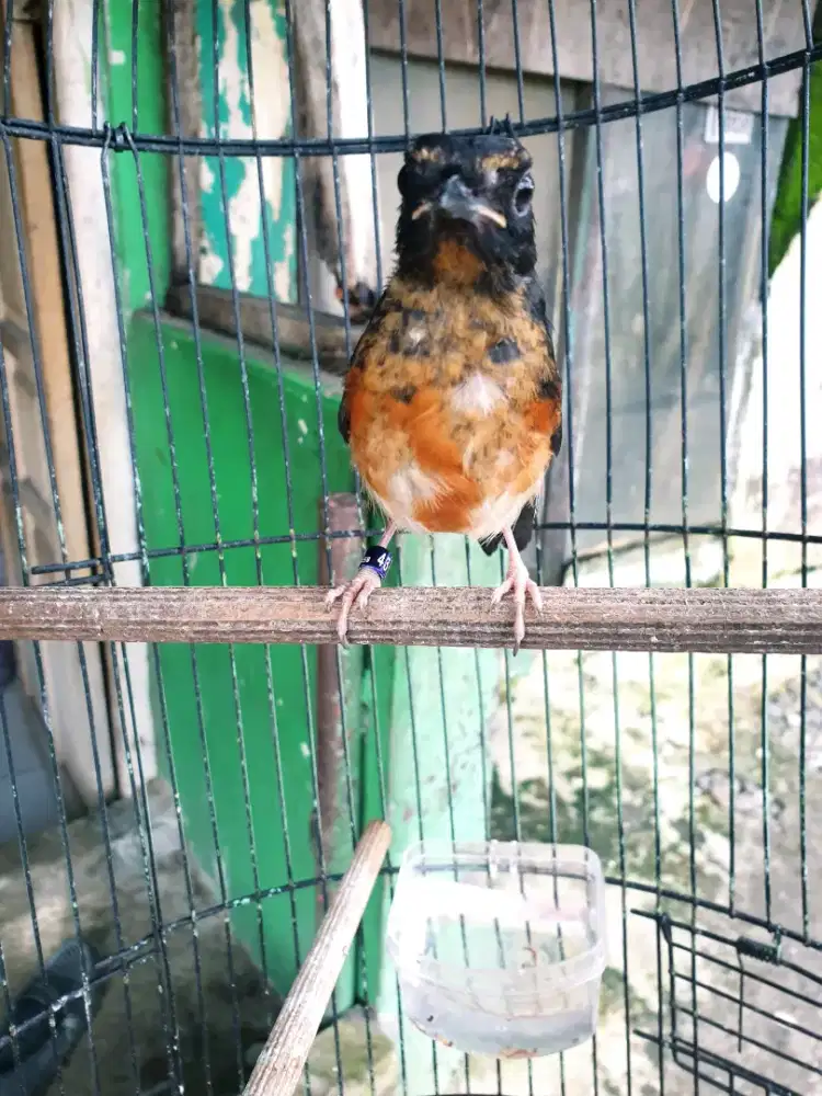 Trahan ekor klewer 21x14