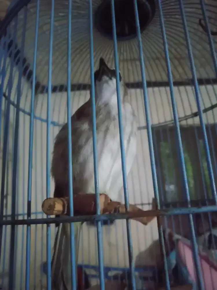 Trucukan Jatim bunyi Ropel mantep