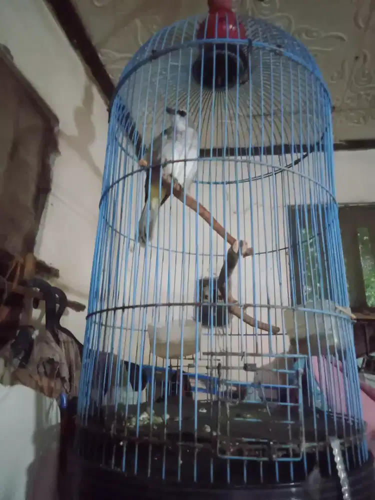 Trucukan Jatim bunyi Ropel mantep