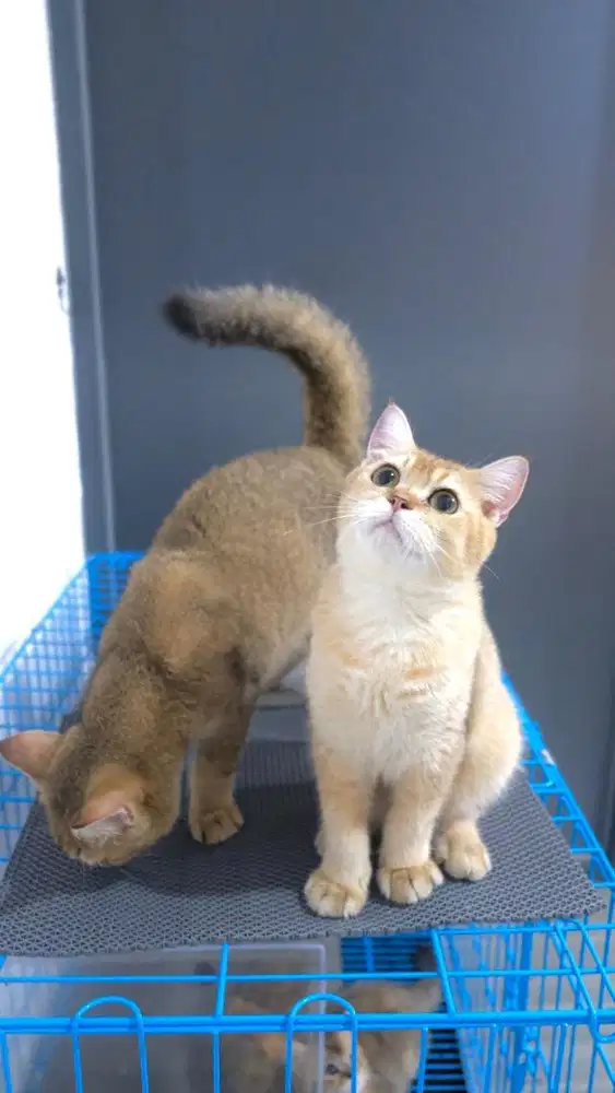 BRITISH SHORT HAIR GOLDEN / BSH GOLDEN