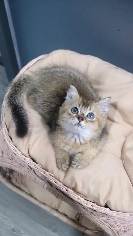 BRITISH SHORT HAIR / BSH GOLDEN