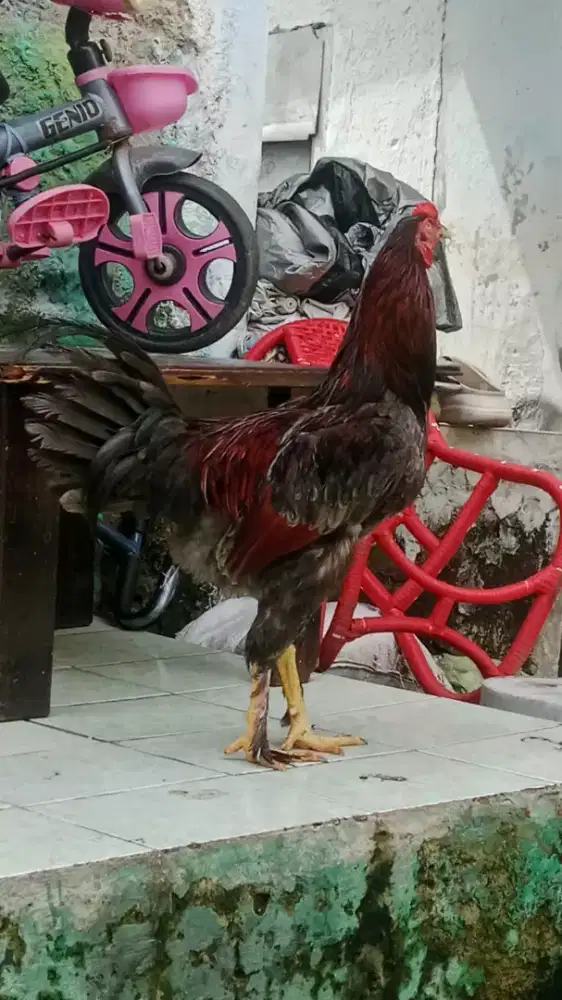 Di jual cepat ayam jago Brama murah
