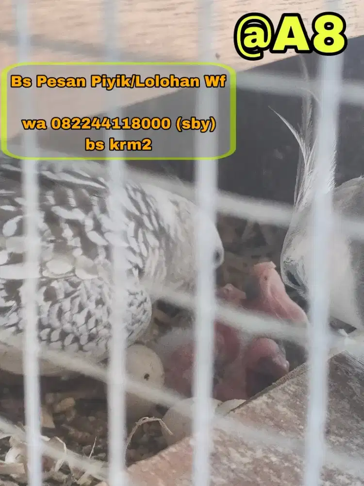 Telur/Piyik/Loloh Falk Wf