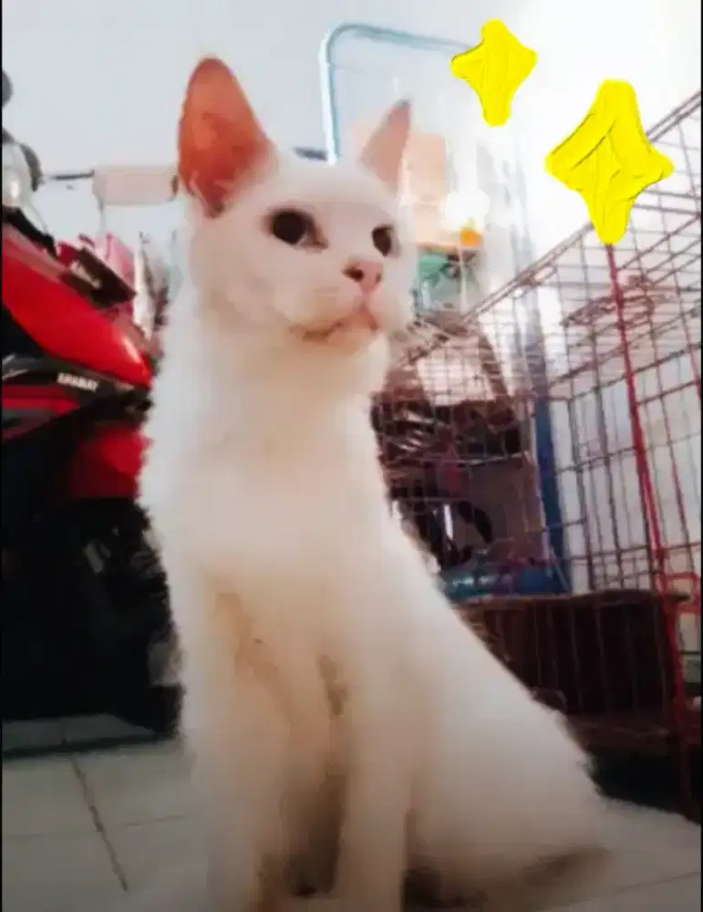 Mainecoon betina 1 tahun non ped