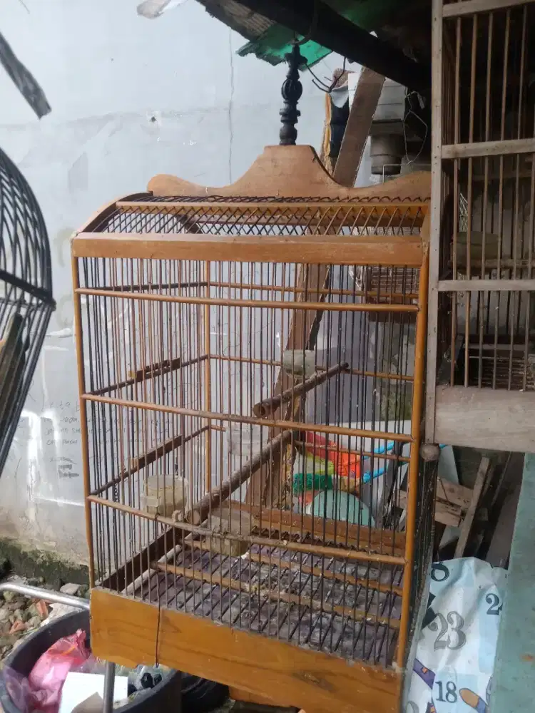 Kandang bekas podang no 1