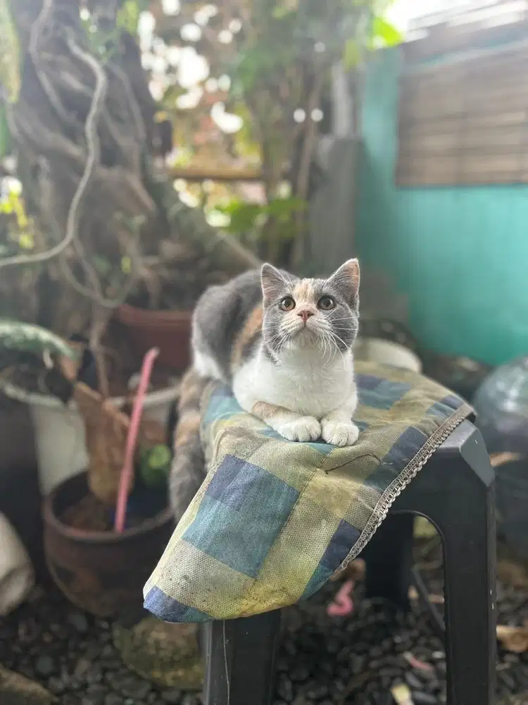 British short hair betina line ped cfa