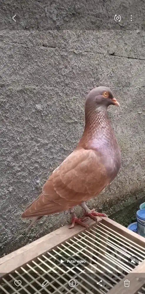 Burung merpati kolongan