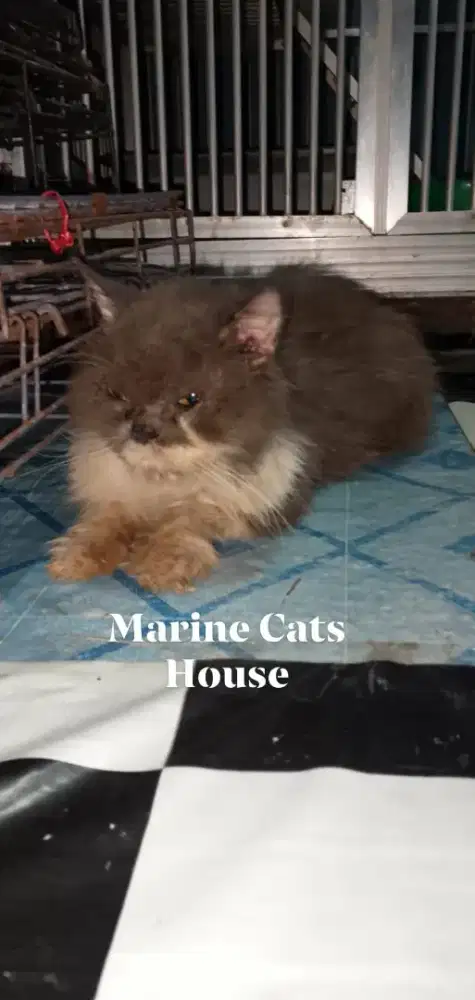 Persia flat LH grey and white