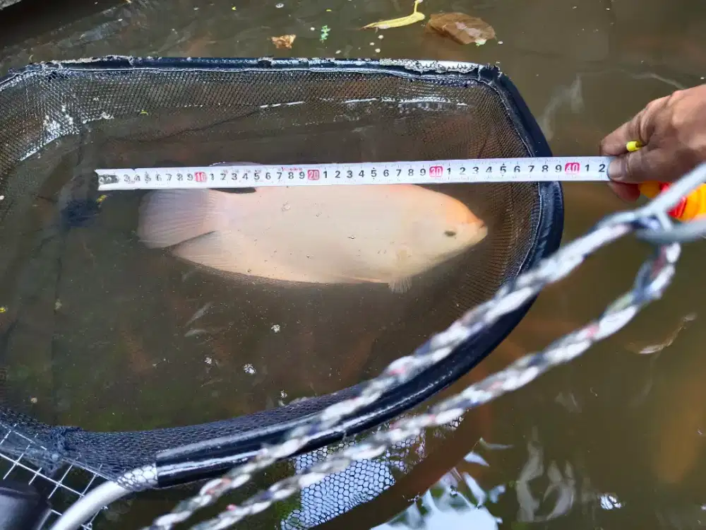 Ikan hias gurame padang ukuran jumbo