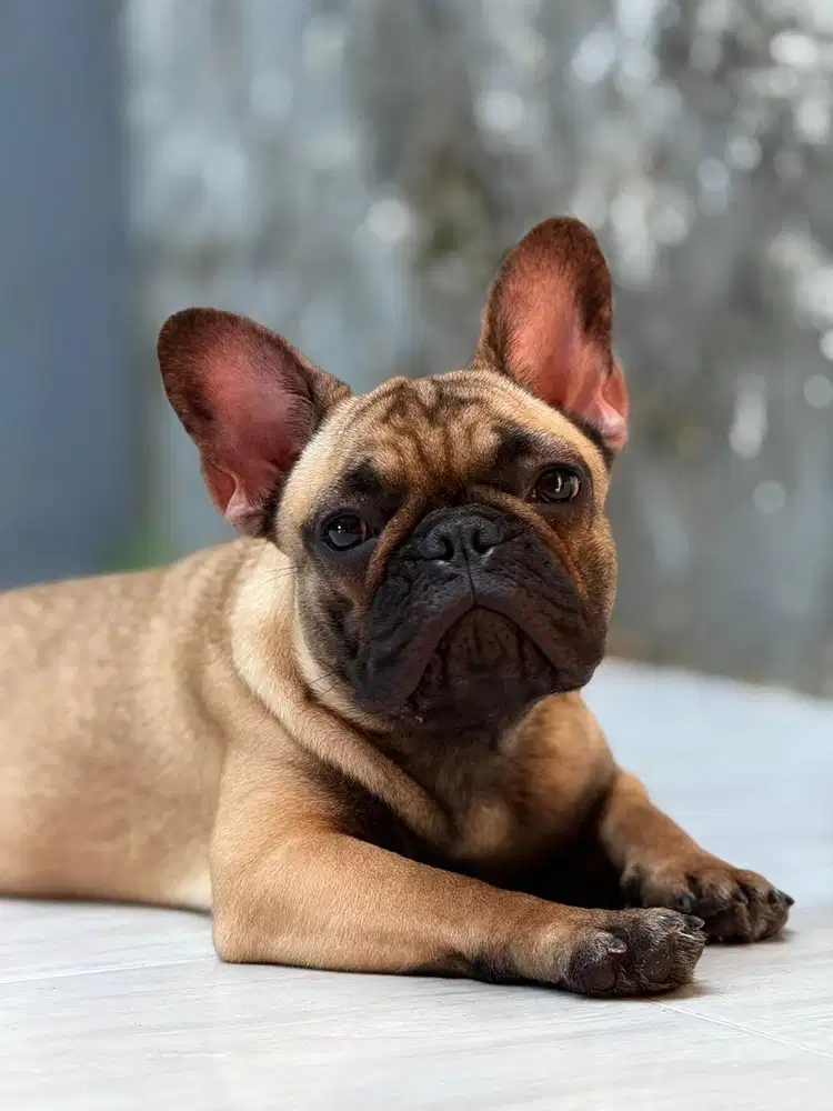 French bulldof betina