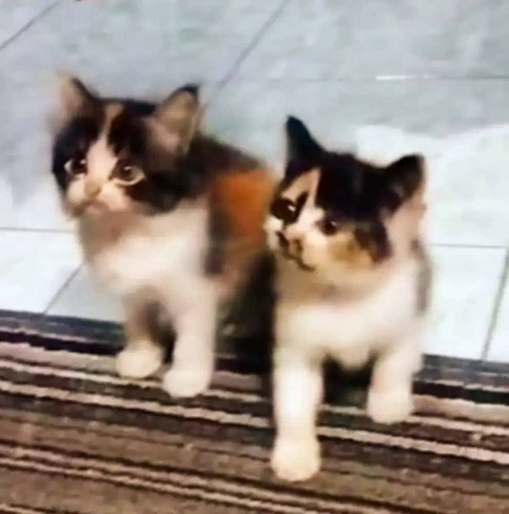 Kitten 2 ekor calico lucu aktif gembul sehat