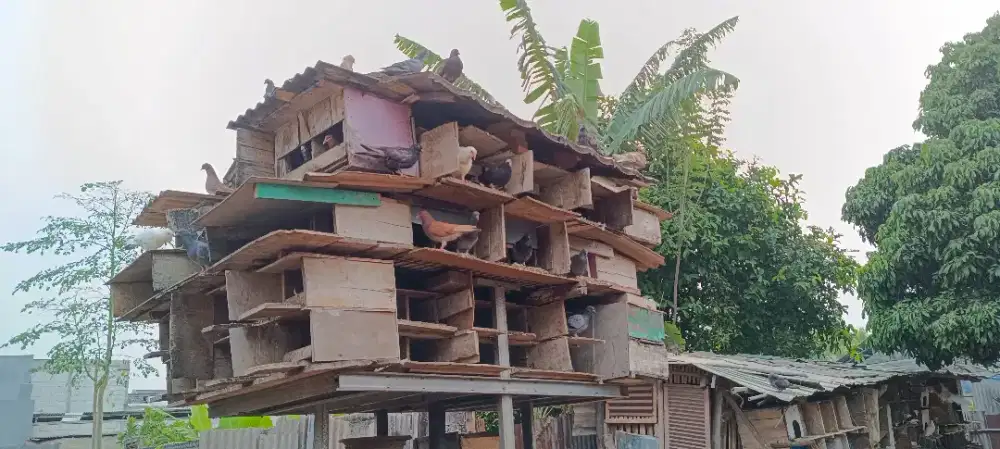 Burung dara sepasang dan borongan