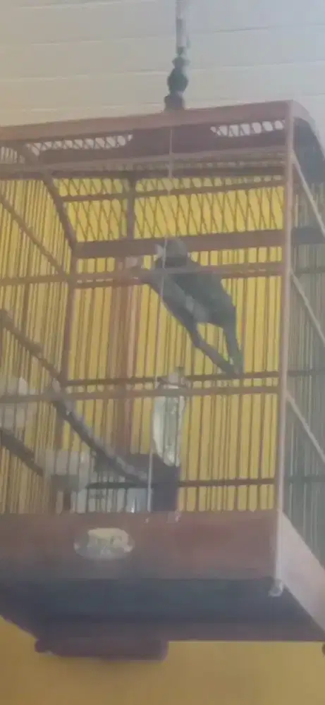 Cucak rowo asli hutan suara ropel ngalun