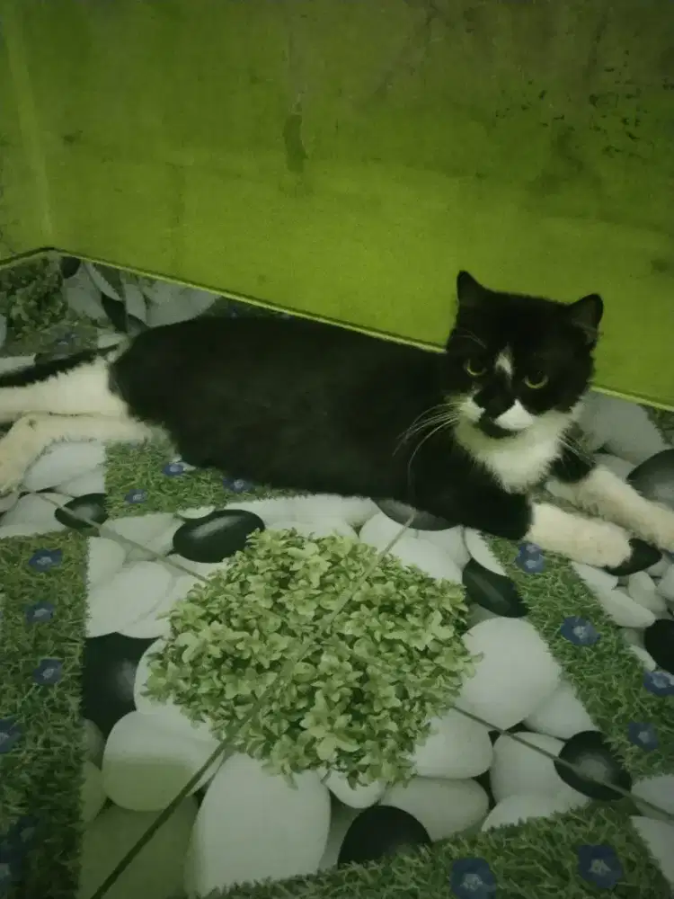 Kucing Persia medium bawa anak munchkin 5 ekor