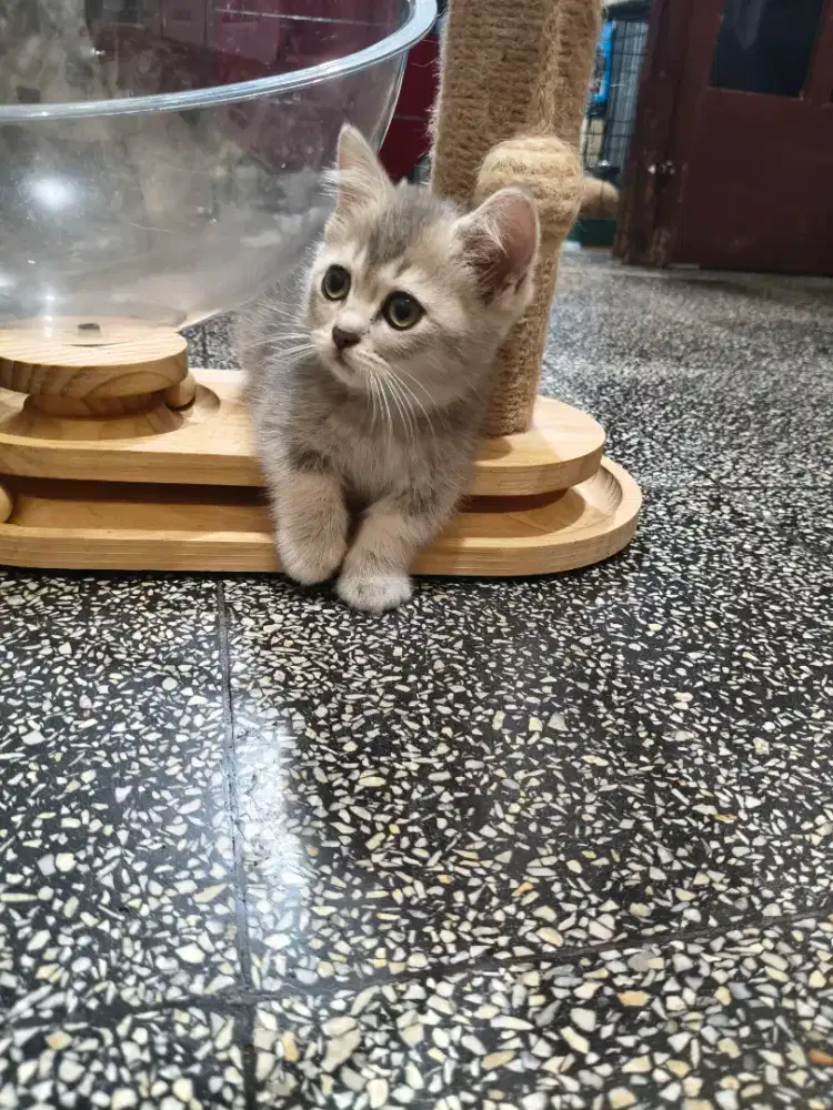 BSH MUNCHKIN BLUE GOLDEN