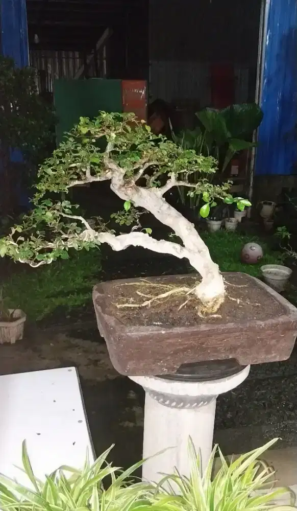 Bonsai serut tua