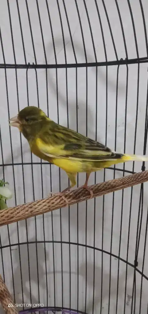 Kenari lokal warna joss burja nego