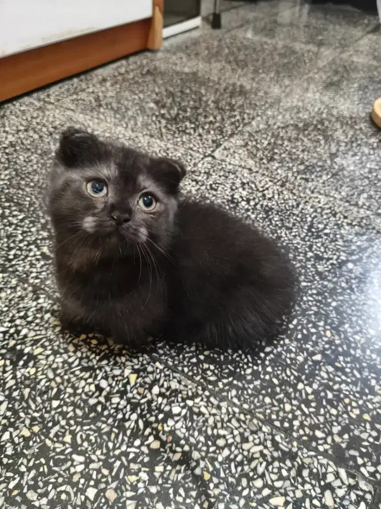 Gaelic/Scottish fold/BSH MUNCHKIN