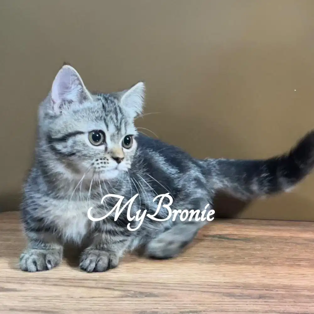 Kucing munchkin british jantan