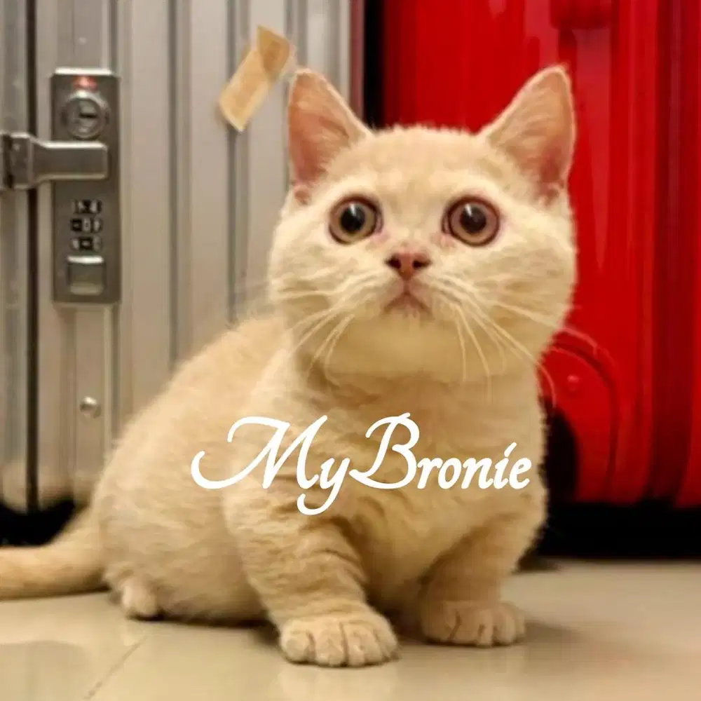 Kucing munchkin british betina cream