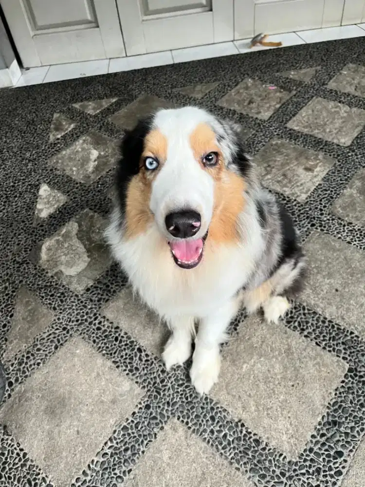 Anjing Australian Sheperd