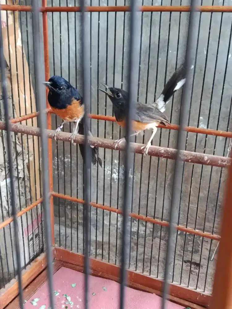 Murai blorok sepasang