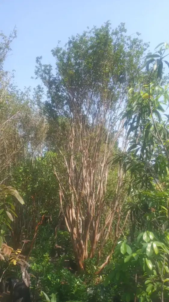 Pohon anggur berajil presco