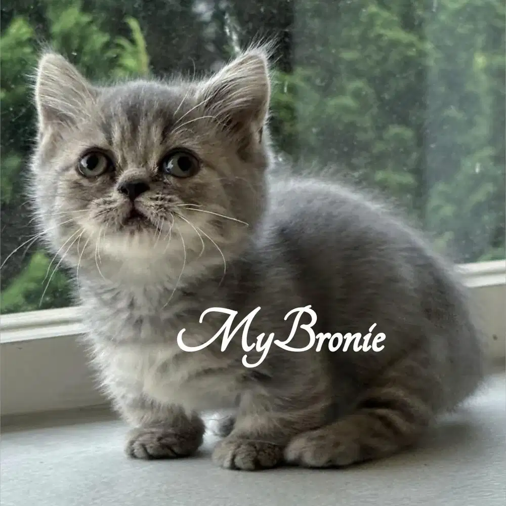 Kucing munchkin british betina