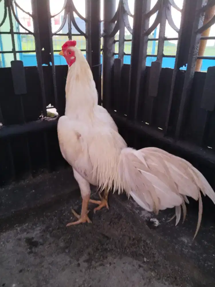 Ayam bangkok putih birkok