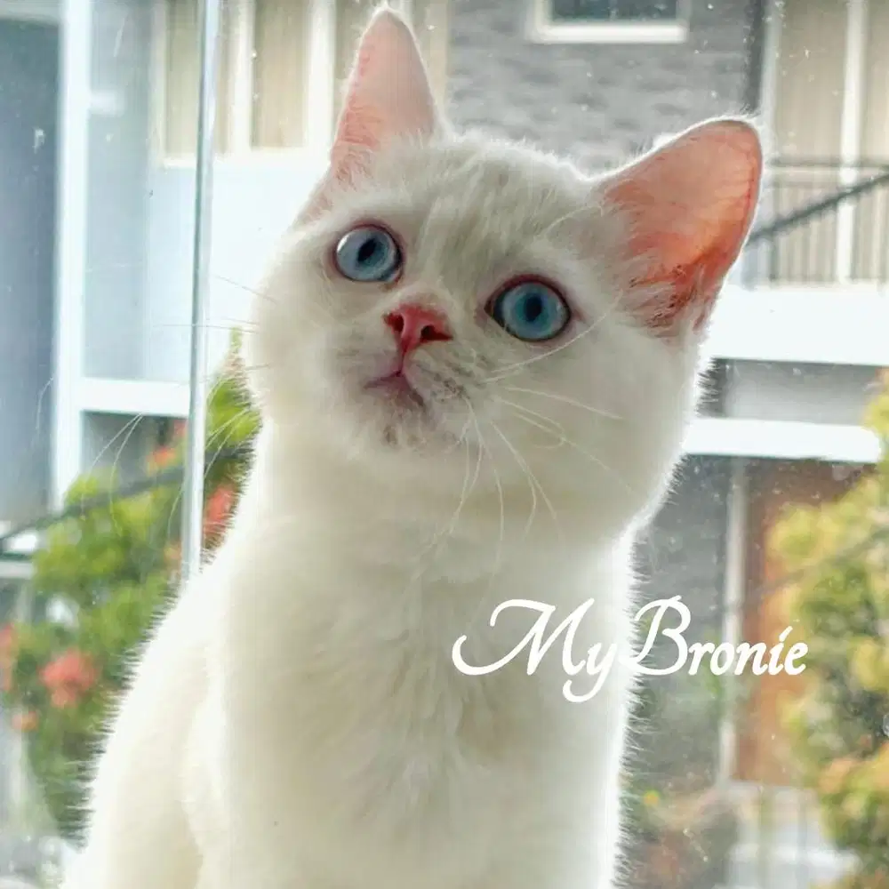 Kucing scottish straight betina